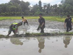 Sinergitas TNI dan Petani: Babinsa Terjun Langsung Bantu Petani Dorong Swasembada Pangan di Pidie