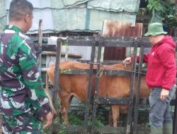 Cegah Penyakit Pada Hewan Ternak, Babinsa Koramil-05 Kodim 1404/Pinranhg Dampingi Vaksinasi Antraks di Desa Binaan