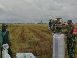 Sukseskan Ketahanan Pangan, Babinsa Koramil-04 Kodim 1404/Pinrang Bantu Petani Panen Padi