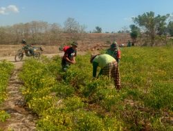 Luangkan Waktu, Personil Satgas TMMD Ke 122 Kodim 1425/Jeneponto Bantu Warga Panen Cabe