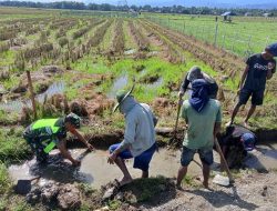 Dorong Ketahanan Pangan, Babinsa Berjibaku Bantu Petani Bersihkan Saluran Irigasi