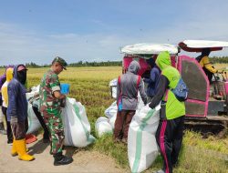 Sukseskan Ketahanan Pangan, Babinsa Koramil-04 Kodim 1404/Pinrang Bantu Petani Panen Padi
