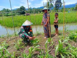 Atasi Kendala Di Lapangan, Babinsa Masni Berikan Motivasi Kepada Petani Binaannya