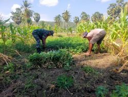 Babinsa Dua Boccoe Bantu Warganya Panen Kacang Tanah