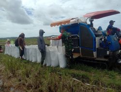 Babinsa Koramil 13 Sibulue Dampingi Warga Kel. Maroanging Panen Padi