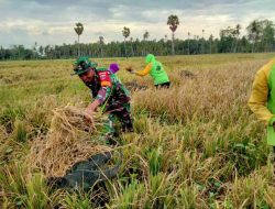 Tingkatkan Hanpangan, Babinsa Koramil Ajangale Bantu Petani Panen Padi