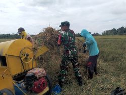 Babinsa Koramil 04/Tellusiatinge Bantu Warga Panen Sekaligus Rontokkan Padi