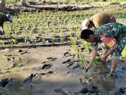 Dukung Swasembada Pangan Nasional, Babinsa Cenrana Turun Langsung Ke Sawah Bantu Petani Tanam Padi
