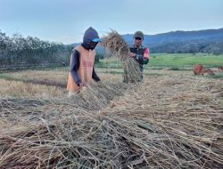 Penuh Semangat, Babinsa Kel. Ceppaga Koramil 14/Libureng Dampingi Petani Panen Padi