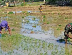 Babinsa Salomekko Dampingi Poktan Dusun Tangka – Tangka Dalam Tanam Padi Di Wilayah Binaan