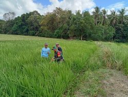 Peran Aktif Babinsa Koramil 01/Ajangale Dampingi Petani Pantau Perkembangan Tanaman Padi