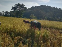 Semangat Babinsa Koramil 20/Bontocani Bantu Petani Potong Padi