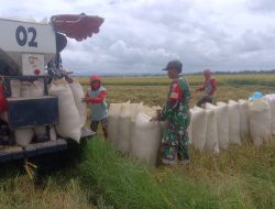 Tingkatkan Swasembada Pangan, Babinsa Ramil 1407-11/Barebbo Dampingi Petani Desa Sugiale Panen Padi