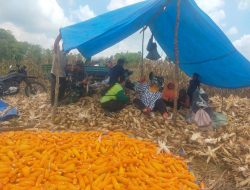 Dampingi Petani Panen, Babinsa Koramil 15/Mare Bantu Mengupas Kulit Jagung
