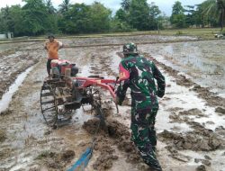 Kepedulian Babinsa Koramil 17/Salomekko Membantu Poktan Dalam Menggarap Sawah Di Wilayah Binaan