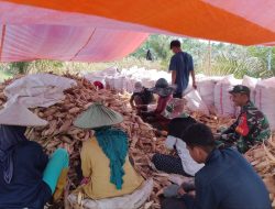 Selalu Ada Bersama Warga Binaan, Babinsa Koramil 04/Tellusiatinge Bantu Petani Panen Jagung