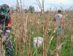 Babinsa Koramil 14/Libureng Bantu Warga Kelurahan Tanabatue Panen Jagung