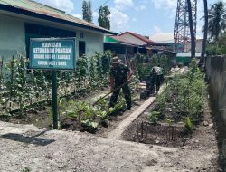 Dukung Program Pemerintah, Babinsa Koramil 01/Ajangale Rawat Tanaman Sayur Di Lahan Ketahanan Pangan