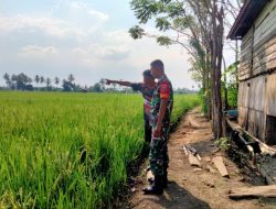 Babinsa Ajangale Turun Langsung Dampingi Petani Mengecek Pertumbuhan Padi  