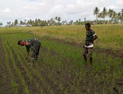 Babinsa Koramil 1407-01/Ajangale Turun Langsung Ke Sawah Dampingi Petani Mengecek Pertumbuhan Tanaman Padi