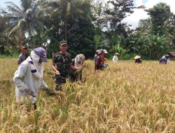 Penuh Semangat, Babinsa Tompo Bulu Koramil 14/Libureng Dampingi Warga Panen Padi 