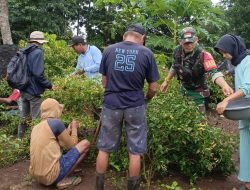 Babinsa Koramil Mare Bantu Petani Panen Cabe Di Kebun Dusun Berue, Desa Kadai