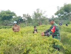 Selalu Ada Untuk Warganya, Babinsa Tellusiatinge Dampingi Petani Memanen Cabai