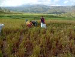 Tingkatkan Hanpangan, Babinsa Koramil 1424-02/Sinjai Barat Kodim 1424/Sinjai Laksanakan Pendampingan Panen Padi