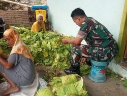 Babinsa Pasir Putih Koramil 1424-06/Sinjai Borong Kodim 1424/Sinjai Dampingi Petani Mengolah Tembakau Secara Tradisional