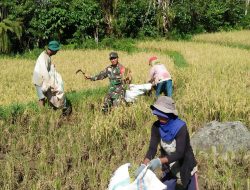 Sukseskan Hanpangan, Babinsa Koramil-06/Sinjai Borong Kodim 1424/Sinjai Dampingi Petani Panen Padi