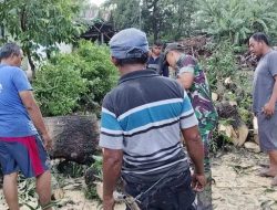 Antisipasi Pohon Tumbang, Babinsa Maros Tebang Pohon yang Mulai Rapuh