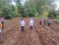 Bati Komsos Koramil-06/Sinjai Borong Kodim 1424/Sinjai Bantu Penanaman Jagung Milik Petani