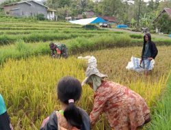 Dukung Program Hanpangan, Babinsa Batu Belerang Koramil 1424-06/Sinjai Borong Kodim 1424/Sinjai Bantu Petani Panen Padi