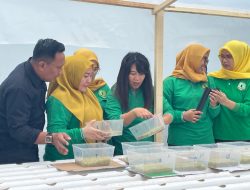 Budidaya Selada Hidroponik Rutan Palu, Dukung Program Ketahanan Pangan Nasional