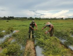 Wujud Pendampingan,Babinsa Koramil 0907/04 Tarut Bantu Warga Binaan Panen Cabe Keriting