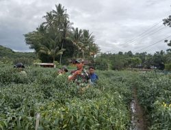 Wujudkan Swasembada Pangan, Babinsa Bongki Lengkese Koramil-04/Sinjai Kodim 1424/Sinjai Bantu Petani Panen Cabe