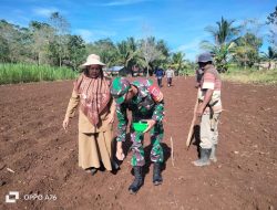 Babinsa Alehanuae Koramil-01/Sinjai Utara Kodim 1424/Sinjai Bersama Babinkamtibmas Lakukan Pendampingan Penanaman Jagung Milik Petani