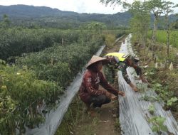 Wujudkan program Ketahamna Pangan Babinsa Geumpang Bantu Petani rawat tanaman cabai dari hama drumput dan gulma