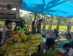 Babinsa Batubelerang Koramil 1424-06/Sinjai Borong Kodim 1424/Sinjai Laksanakan Dampingi Petani Mengolah Tembakau