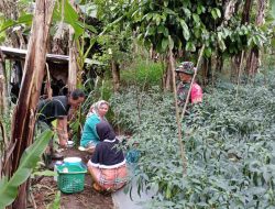 Wujudkan Swasembada Pangan, Babinsa Pasir Putih Koramil-06/Sinjai Borong Dampingi Petani Panen Cabe
