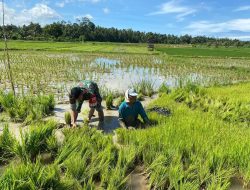 Babinsa membatu petani padi di wilayah binaan
