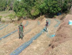 Babinsa Koramil 1407-17/Salomekko Bantu Petani Pupuk Tanaman Semangka