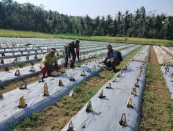 Babinsa Biringere Koramil-01/Sinjai Utara Kodim 1424/Sinjai Dampingi Petani Pantau Perkembangan Tanaman Cabe