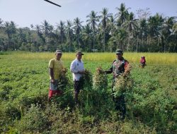 Babinsa Biringere Koramil 1424-01/Sinjai Utara Kodim 1424/Sinjai Dampingi Petani Panen Kacang Tanah