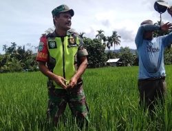 Dukung Ketahanan Pangan, Babinsa Geumpang Bantu Petani Bersihkan Gulma pada Tanaman Padi