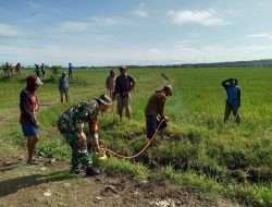 Tingkatkan Hasil Panen, Babinsa Koramil-03 Kodim 1404/Pinrang Turun Ke Sawah Basmi Hama Tikus