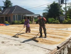 Proses lanjutan setelah Panen akan menghasilkan beras bermutu, Babinsa Koramil 01/Pariaman Bantu Petani Jemur Padi di Desa Binaan