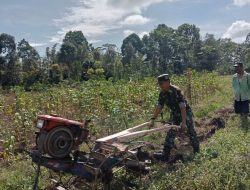 Babinsa Koramil-06/Sinjai Borong Kodim 1424/Sinjai Bantu Pengolahan Lahan Untuk Penanaman Jagung Dan Wijen Milik Petani