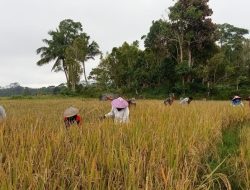 Wujudkan Swasembada Pangan, Babinsa Pasir Putih Koramil-06/Sinjai Borong Kodim 1424/Sinjai Dampingi Petani Memanen Padi