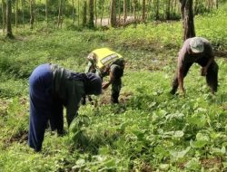 Babinsa Koramil Tangse Bantu Petani Rawat Kacang Hijau, Dukung Ketahanan Pangan di Pidie